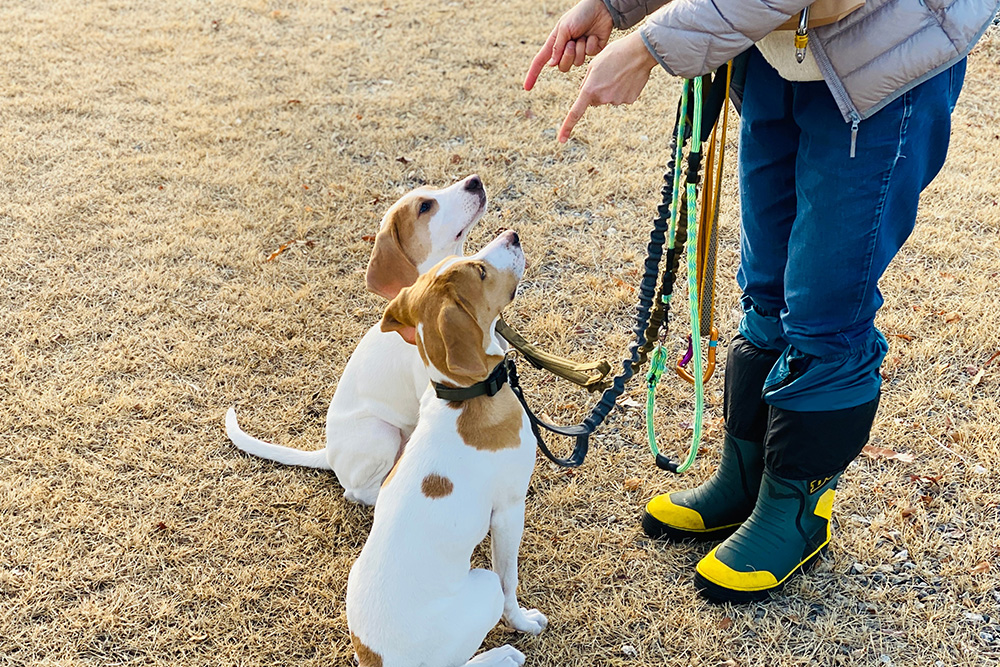 頭数の追加料金は一切不要