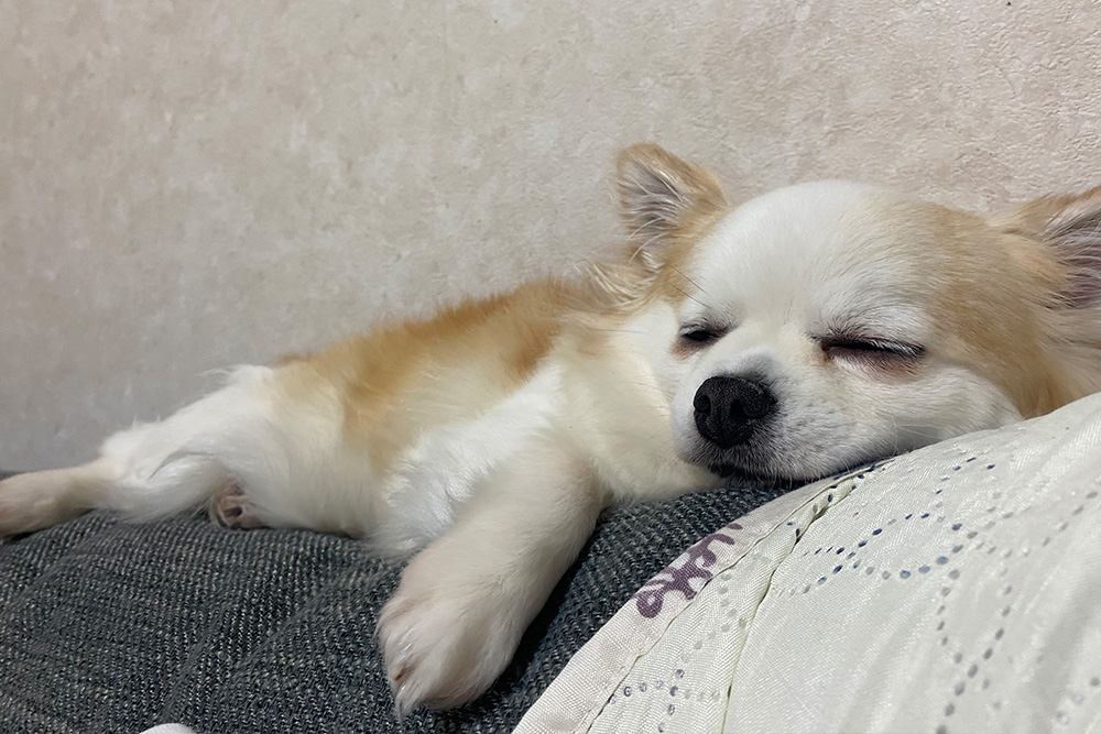 オーナーH様