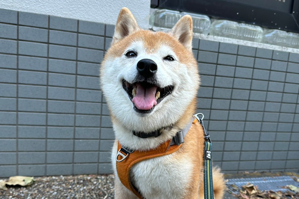ご夫婦